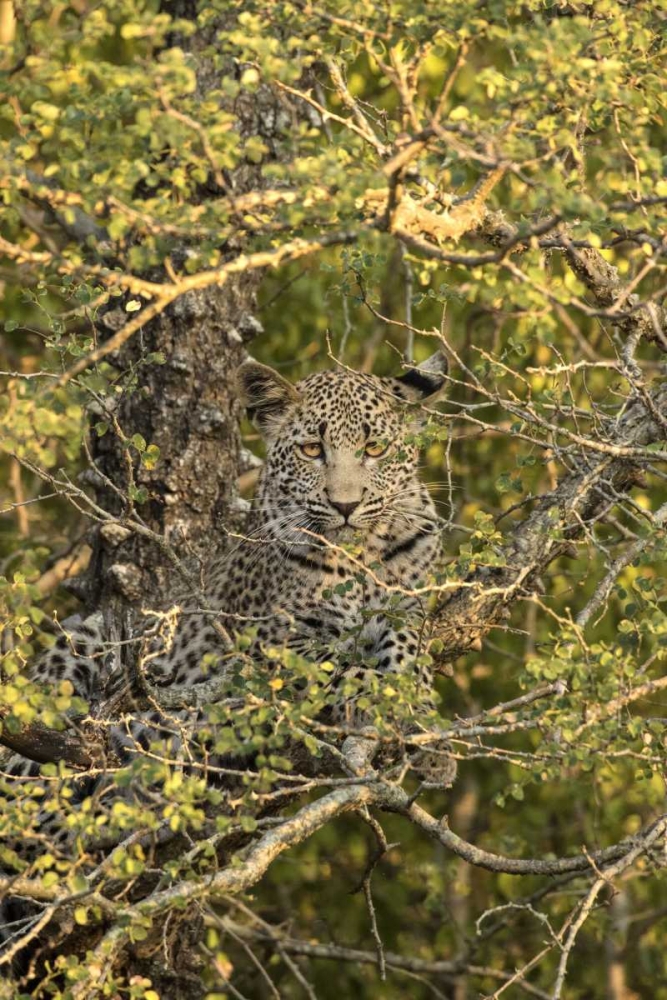South Africa, Leopard cub hiding from hyenas